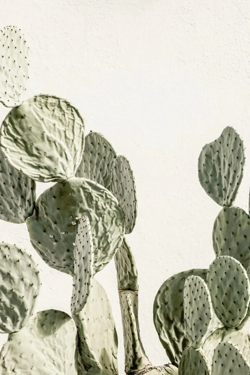Mexi Catus poster by Shot By Clint
