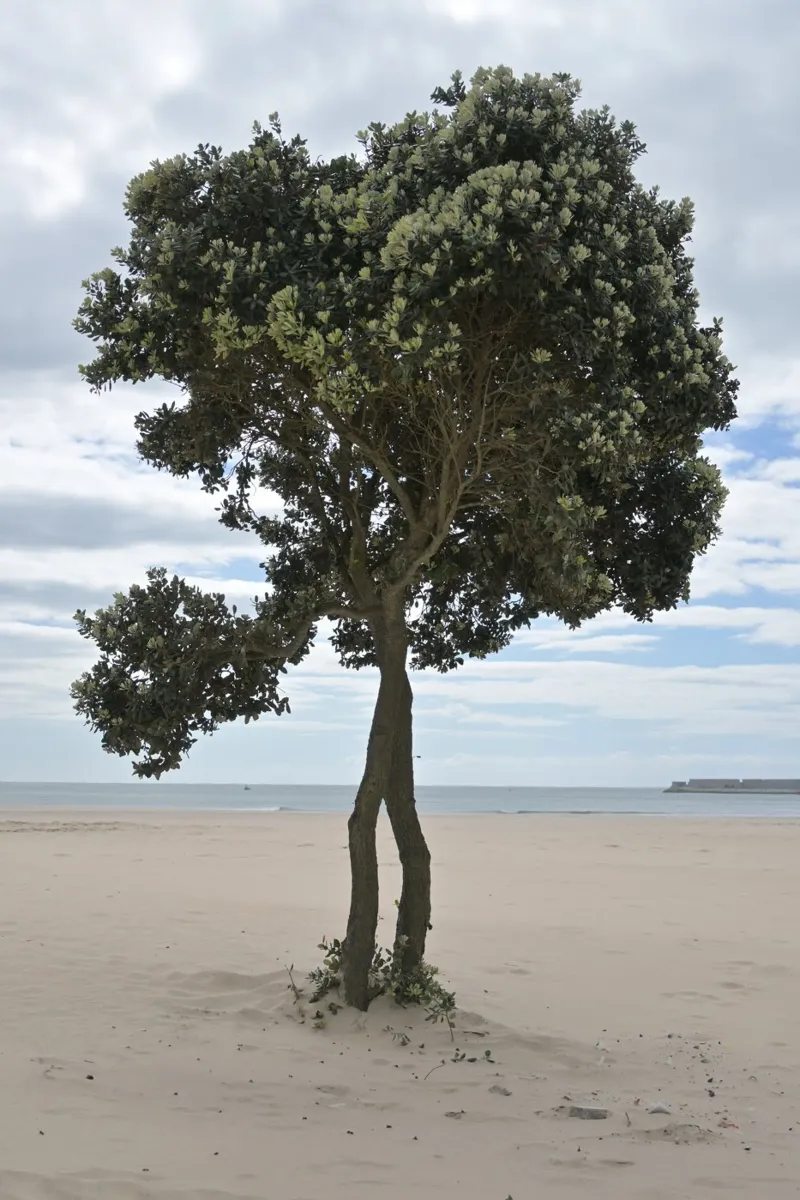 Lonely Tree at the Beach in Matosinhos canvas by byrieneke