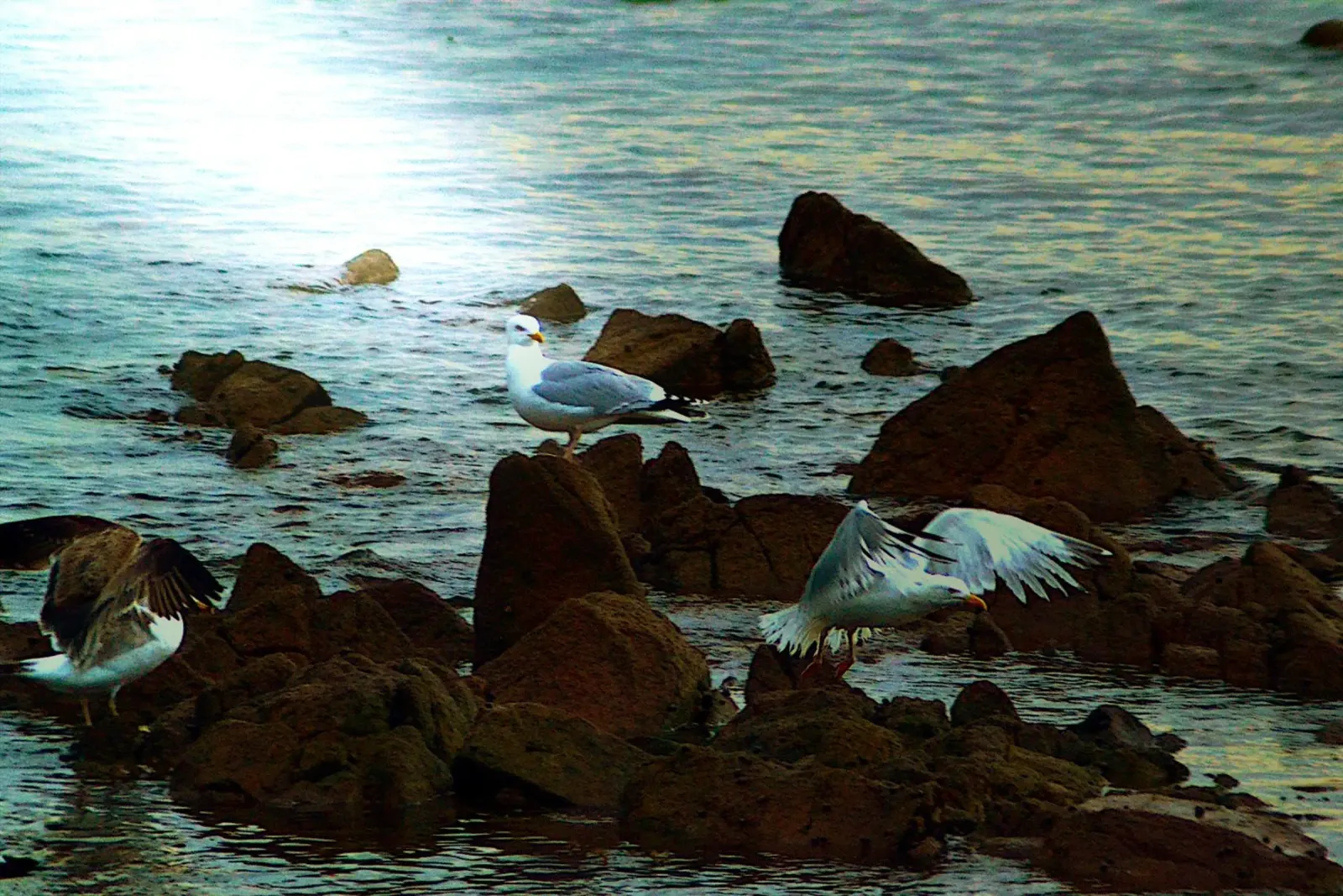 FAA326 pellicola backlit da Thierry vobmann photography
