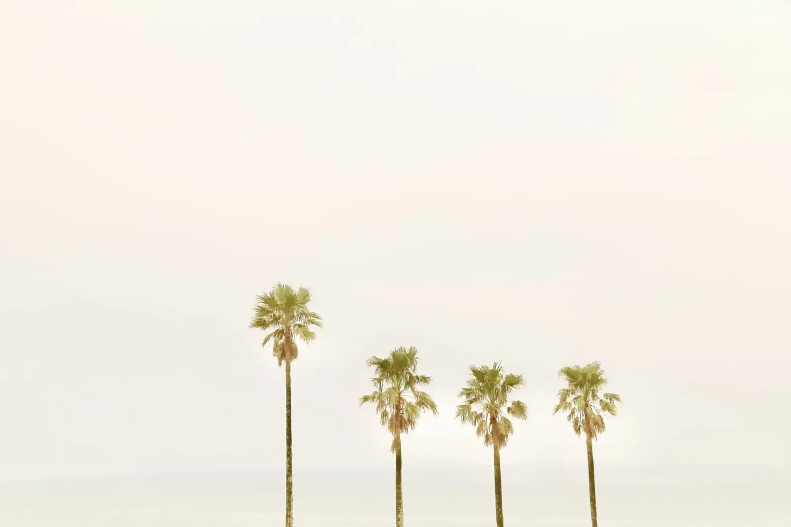Calm Palm Trees pellicola backlit da KISSA STUDIO