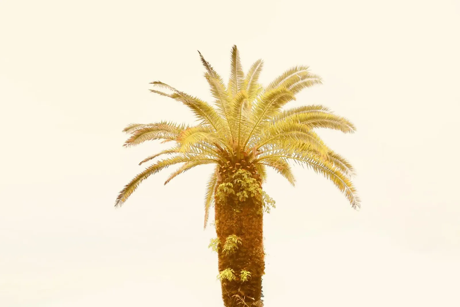 Palma pellicola backlit da KISSA STUDIO