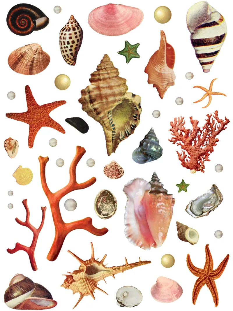 Collezione di conchiglie plexiglass da MsGonzalez