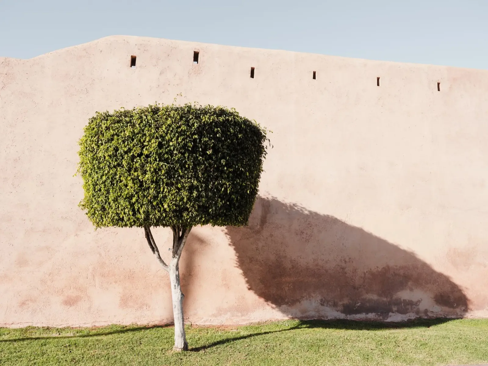 Ancient wall and a green tree pellicola backlit da photolovers