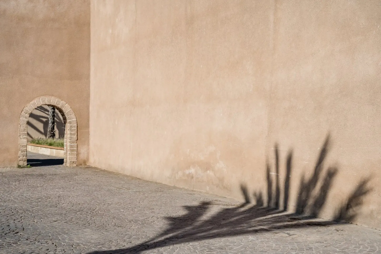 Shadow of a palm pellicola backlit da photolovers
