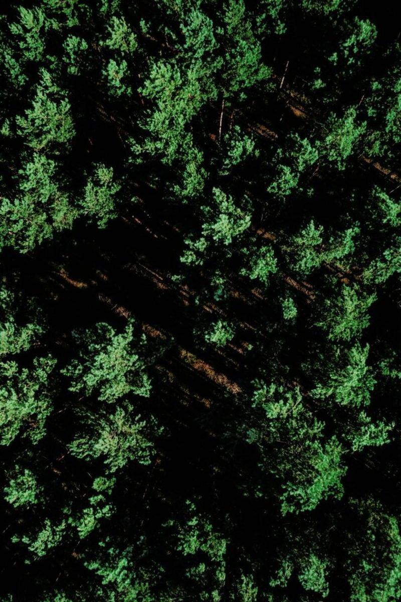 Pattern Forest pellicola backlit da Sebastian Hilgetag