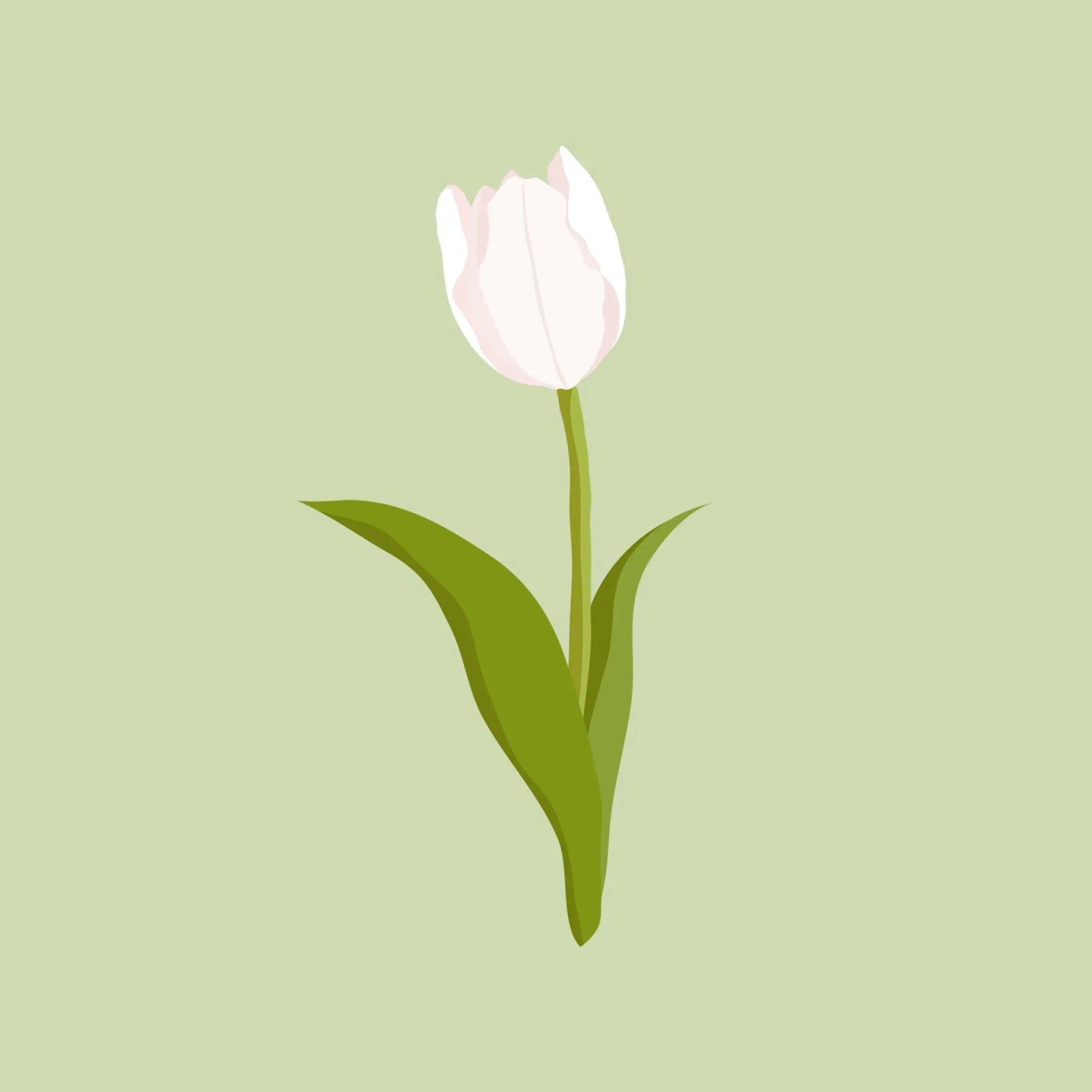 White Tulip Bloom Pastel | Minimalist Botanical Art Print canvas by NorwesClub