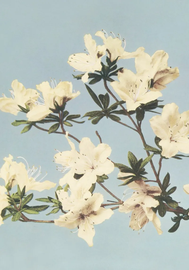 Vintage Azalea Bloom Botanical Pastel Bloemen Print canvas met Baklijst van NorwesClub