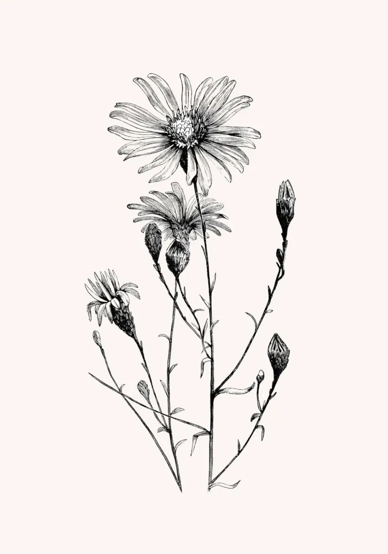 Fleur sauvage vintage croquis botanique | Monochrome Floral Prin toile de NorwesClub