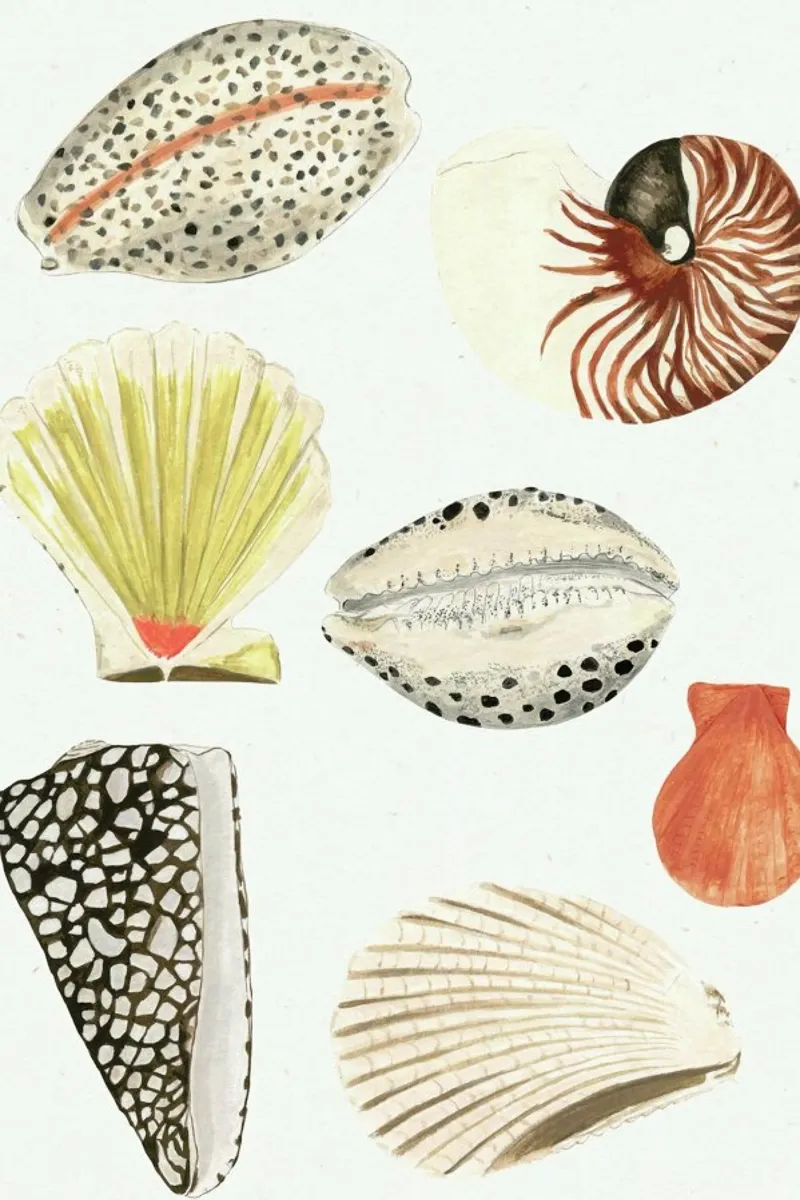 Shells pellicola backlit da Isabelle Vandeplassche