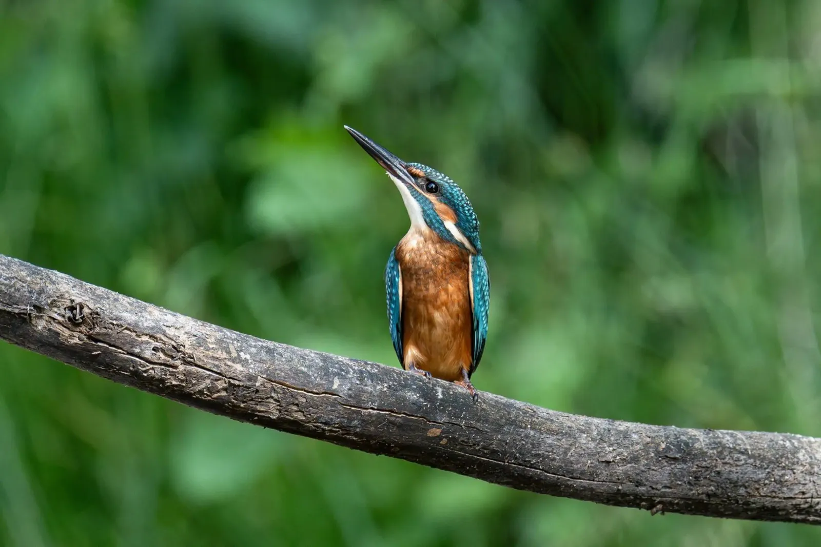 bird kingfisher poster by Earthly Visions