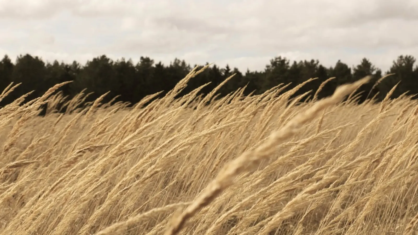 l'herbe jaune haute alu dibond de life of sands