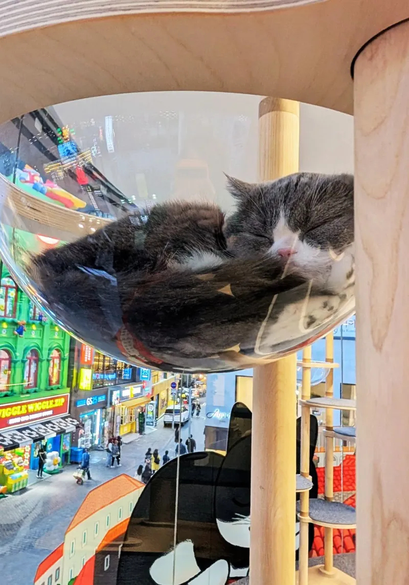 Fotografia in un Cat Café su una strada affollata di Seul, Corea del Sud poster da Hecate Pim Designs
