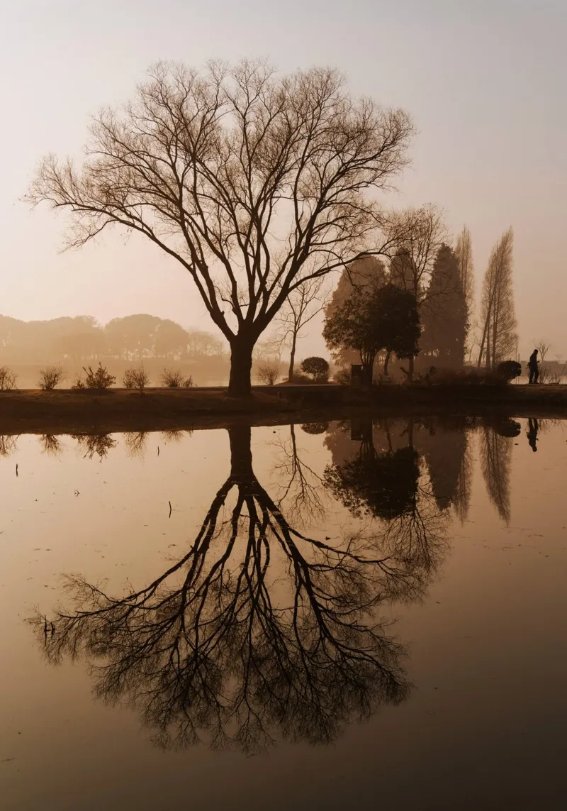 riflessione sull'albero pellicola backlit da Earthly Visions