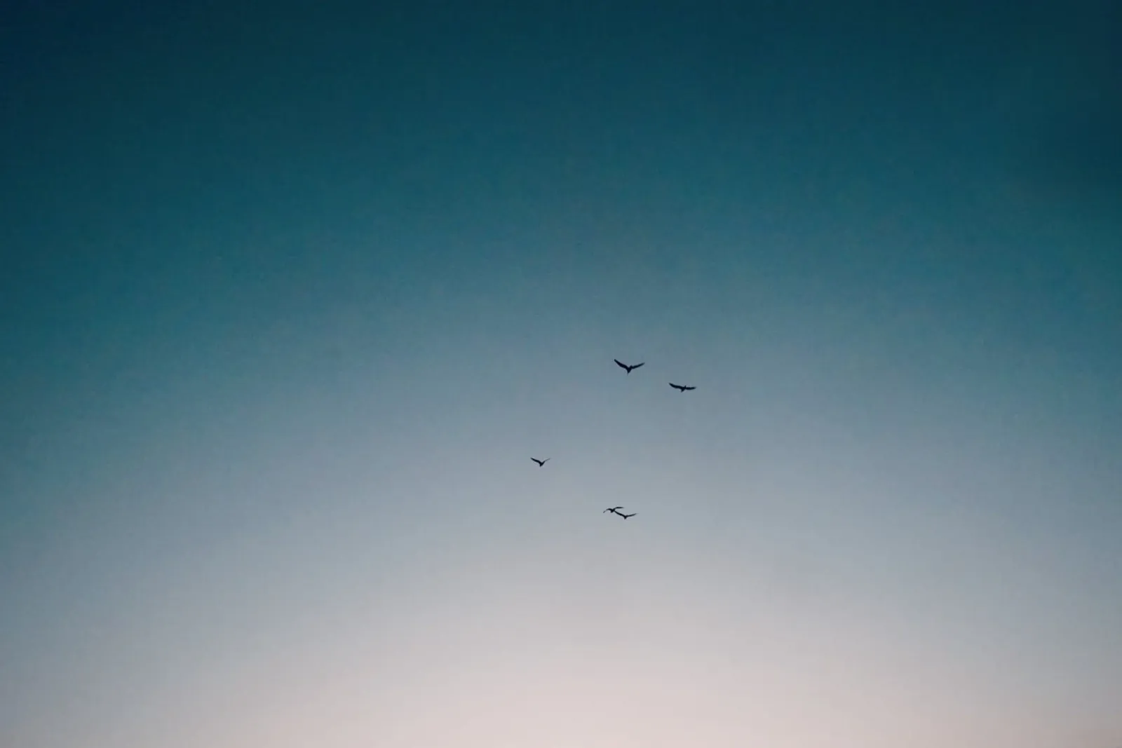 Uccelli in volo verso il cielo del tramonto alluminio dibond da KISSA STUDIO