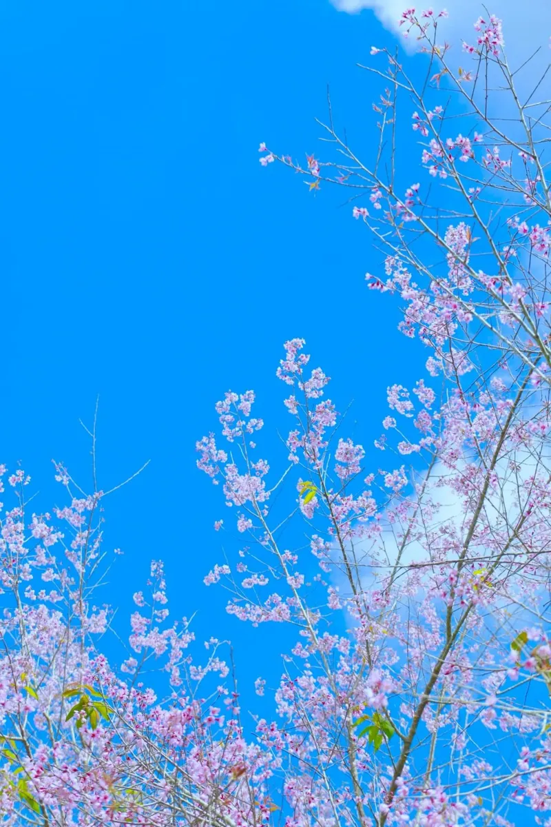spring branches canvas by space words
