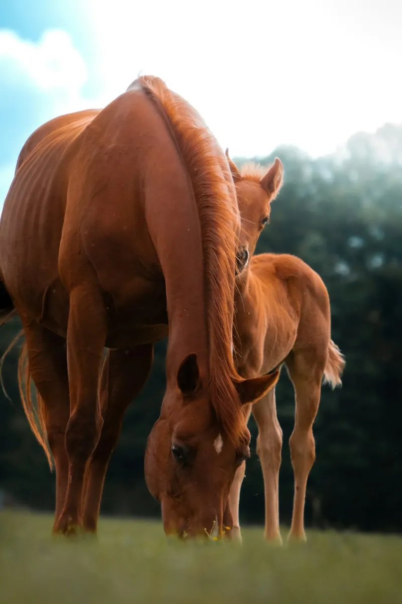 cavallo puledro tela con Cornice a cassetta da Horsire