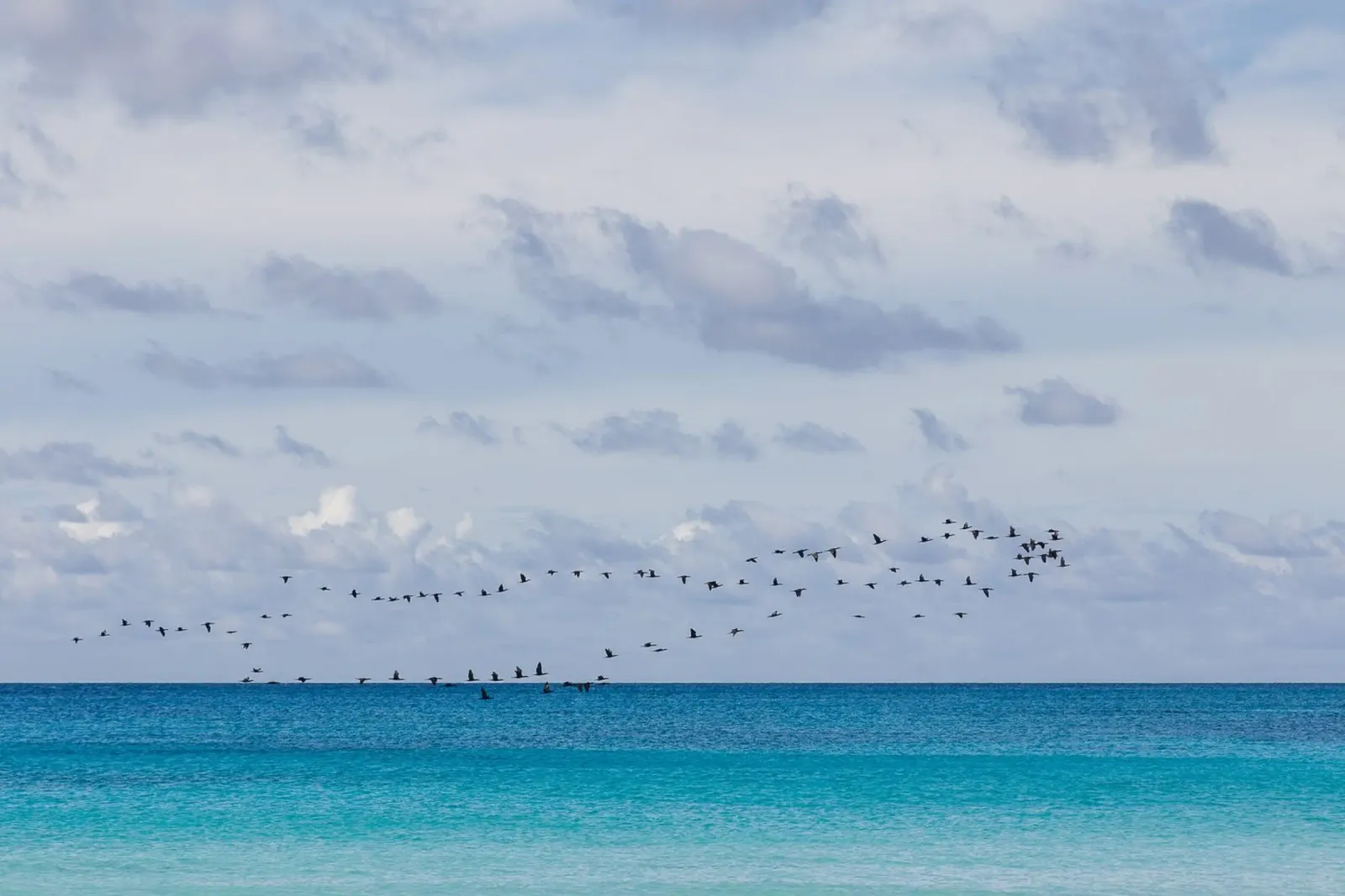 Birds in the sky carta hahnemühle da photolovers