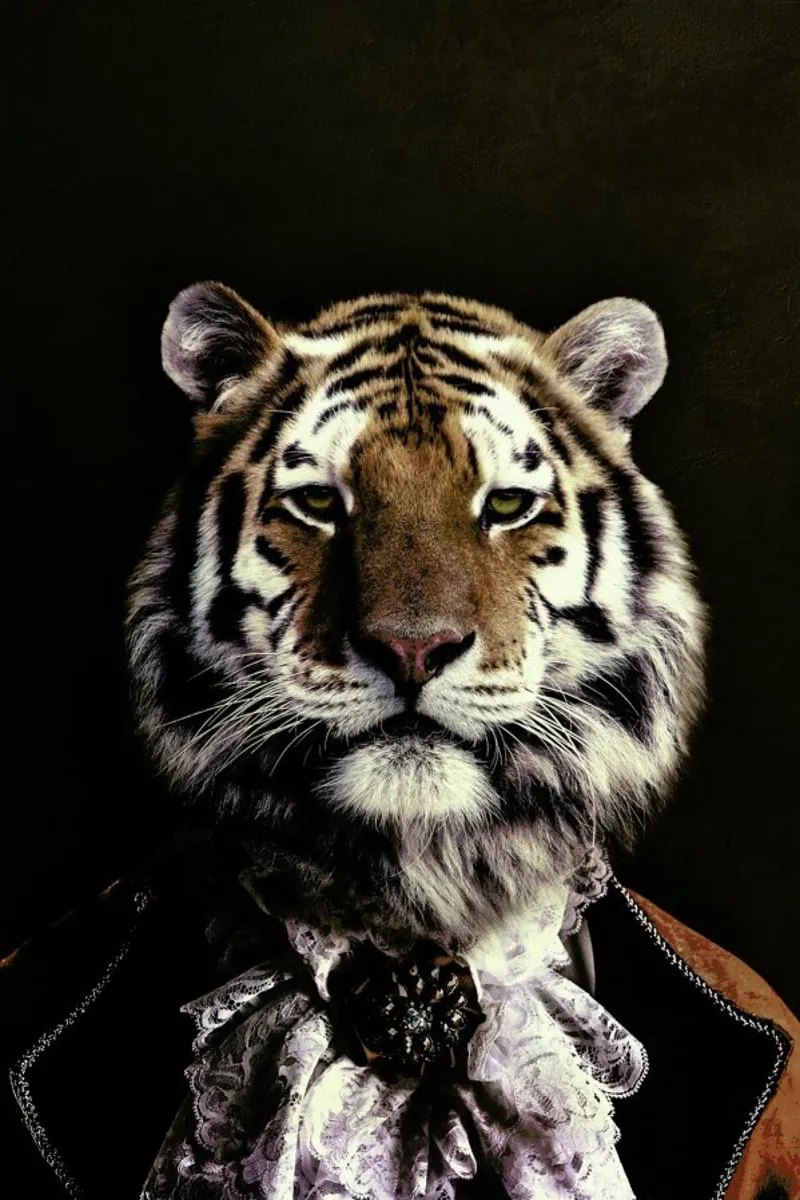 Classy Tiger 2 pellicola backlit da Wouter Rikken