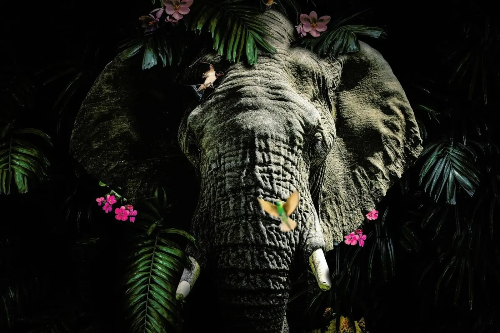 Elephant 5 LS pellicola backlit da Wouter Rikken