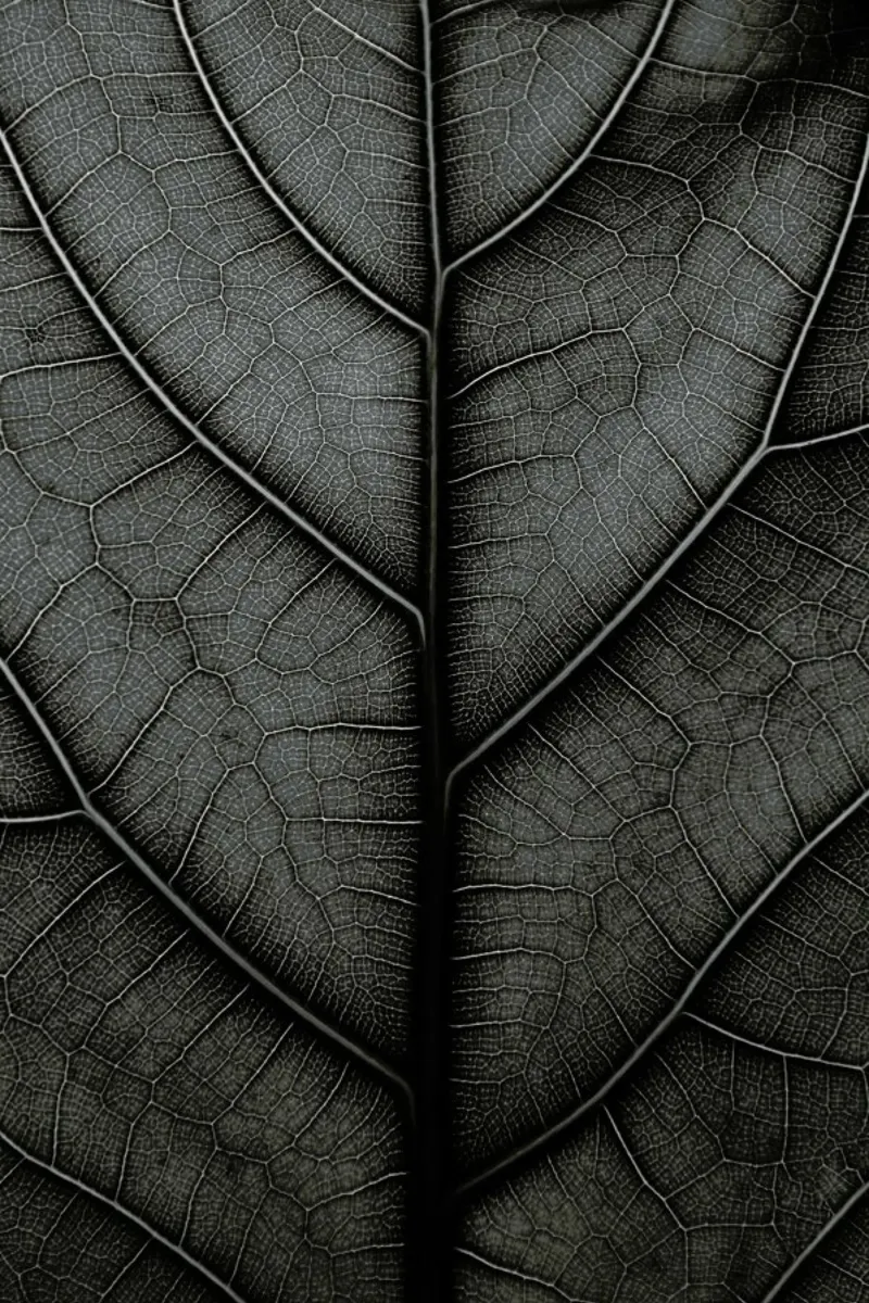 Black Leaf Fiddle Leaf Fig Tree pellicola backlit da Studio Nahili