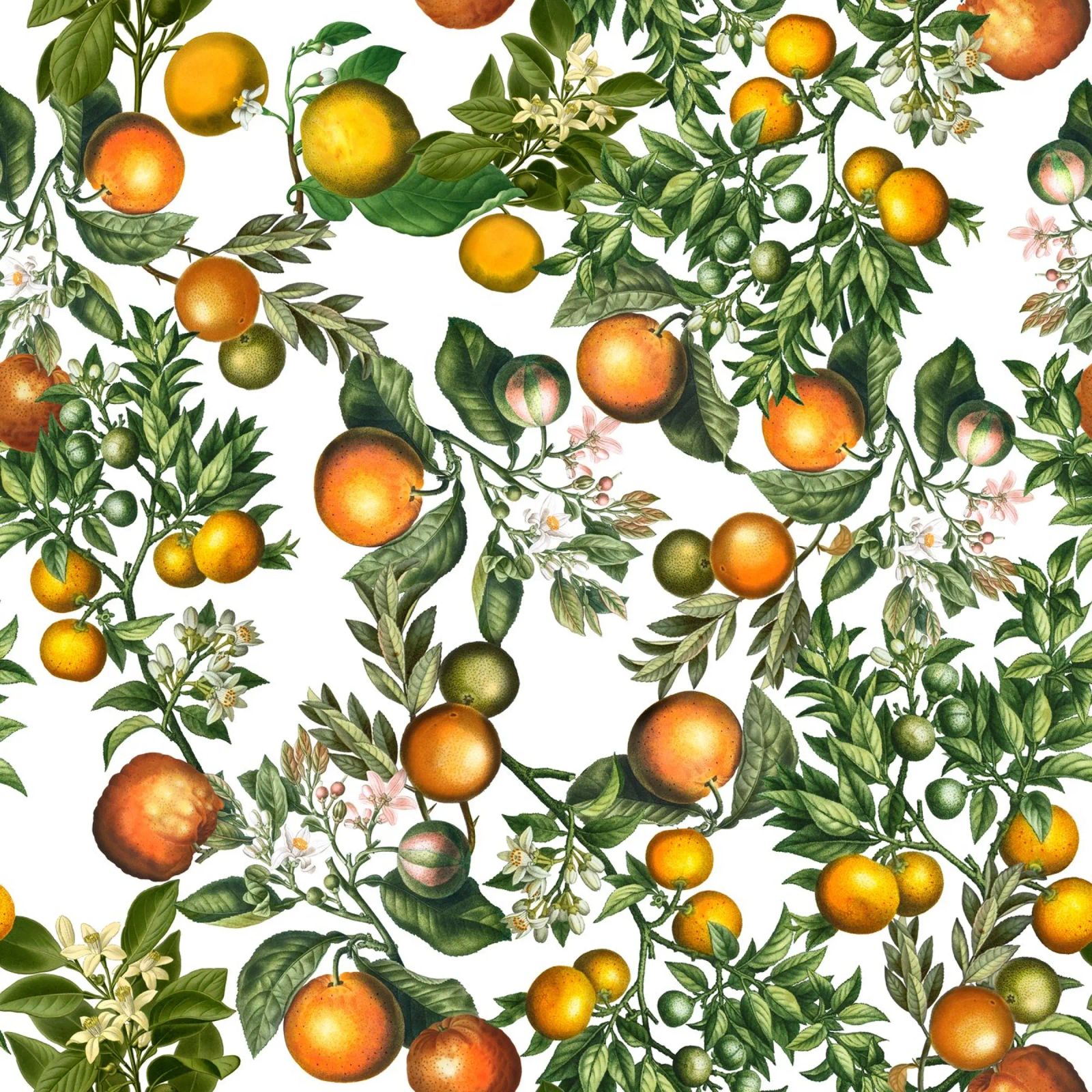 Oranges Pattern on White Fresh Citrus Botanical Print canvas by Stilrausch