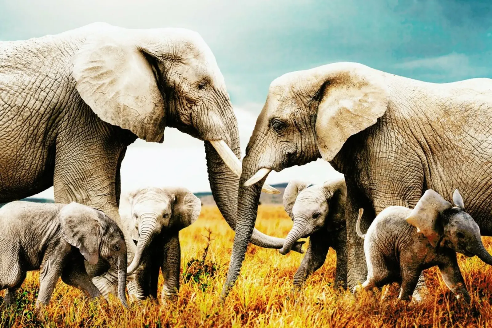 Elephant Family poster con telaio in legno da Wouter Rikken
