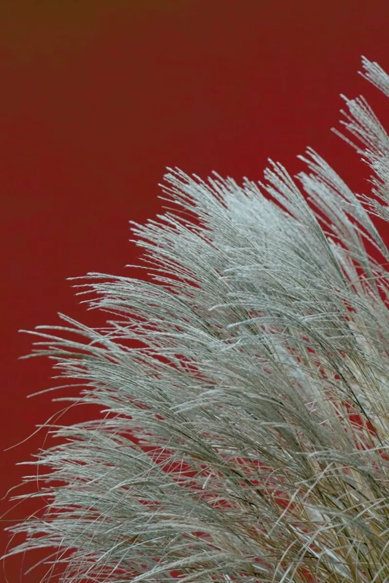 Grasses In The Wind Terracotta pellicola backlit da Studio Nahili