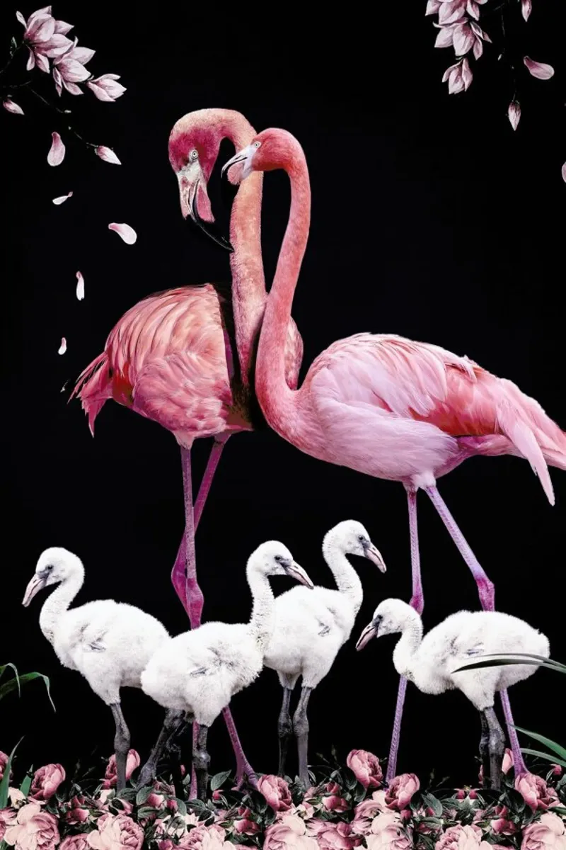 Flamingo Family pellicola backlit da Wouter Rikken