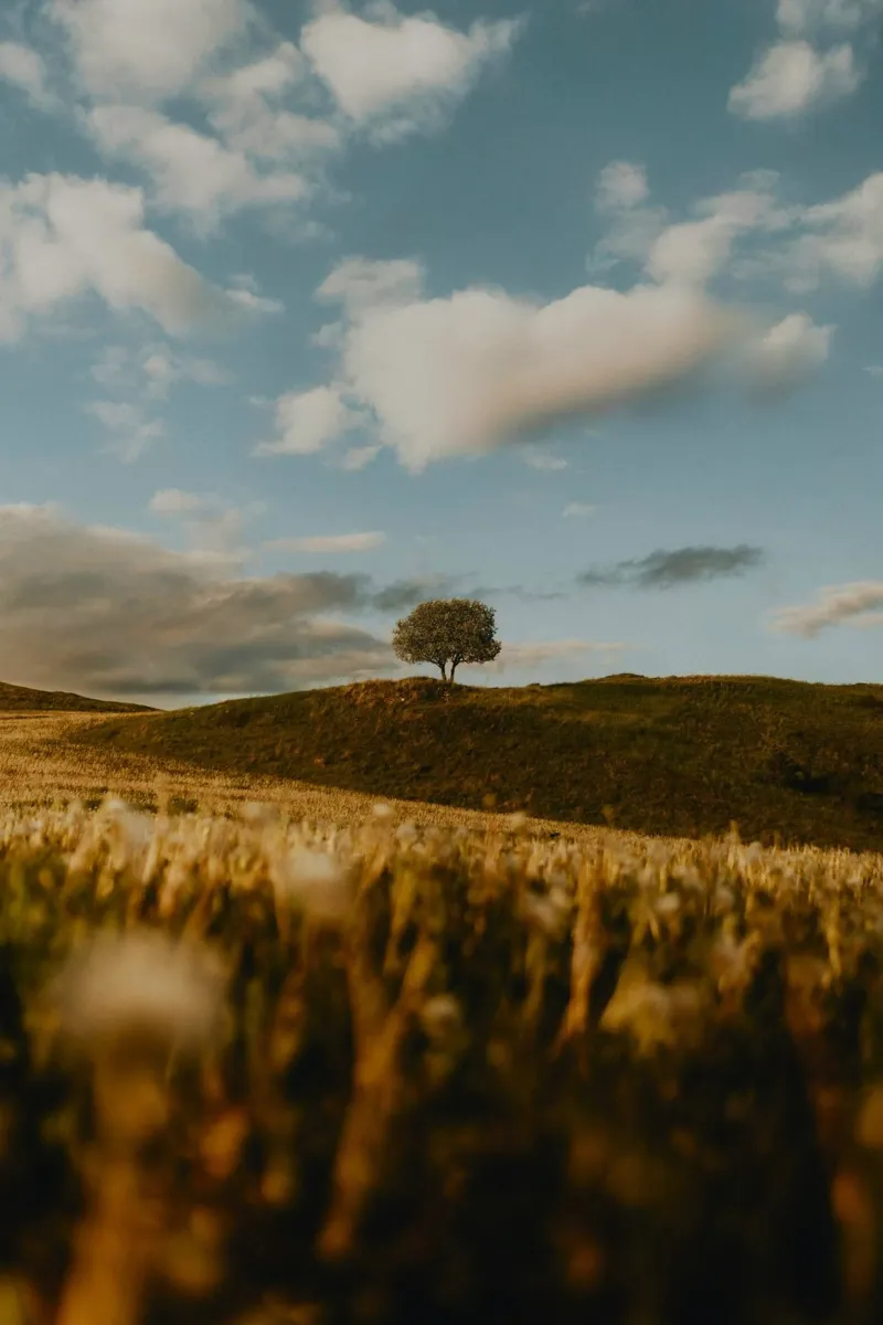 albero erba pellicola backlit da Earthly Visions