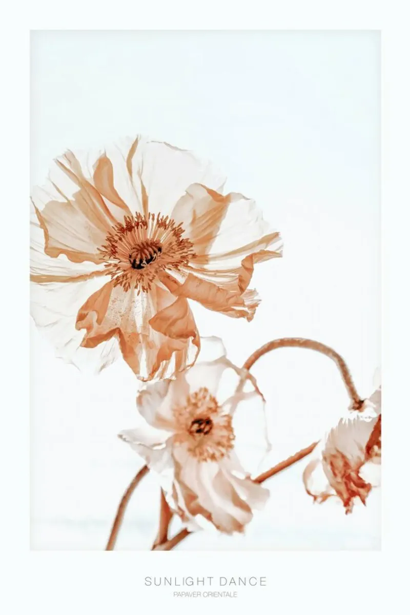 Sunlight Dance Papaver - Mohnblumen im Sonnenlicht carta hahnemühle da Monika Strigel