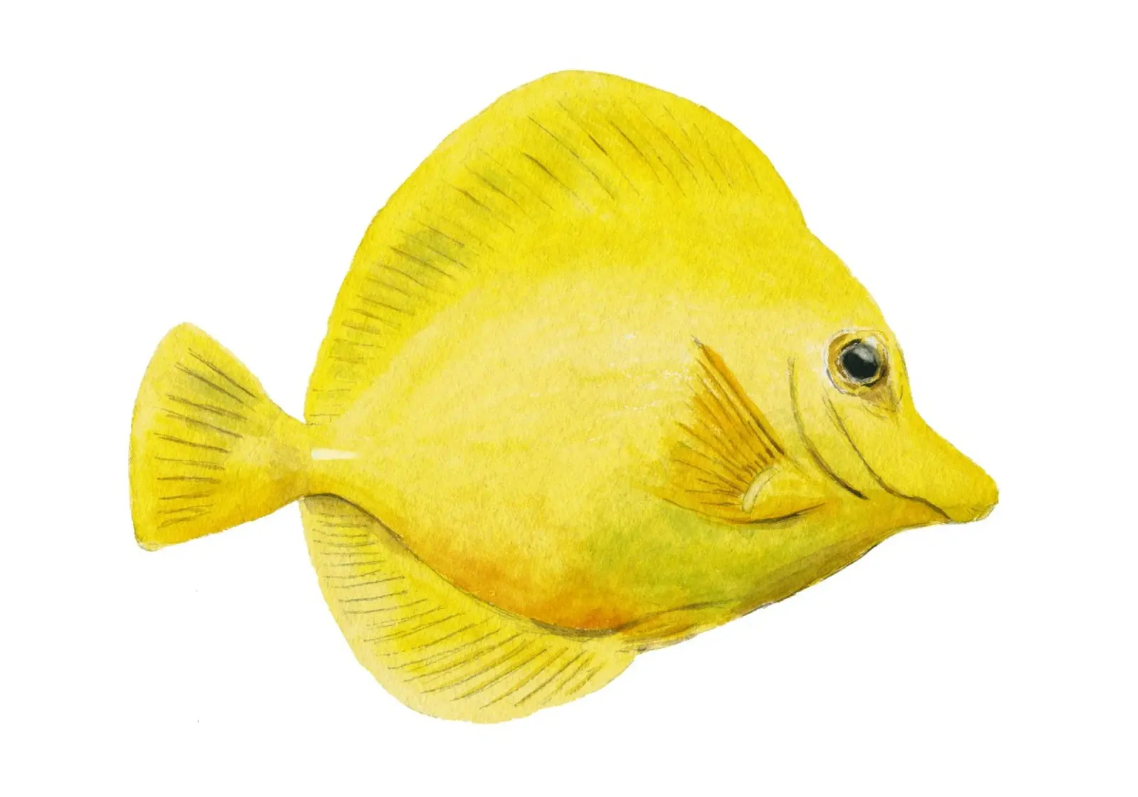 Poisson docteur jaune à nageoires voilées poster de Barbara Buderath Illustrationen