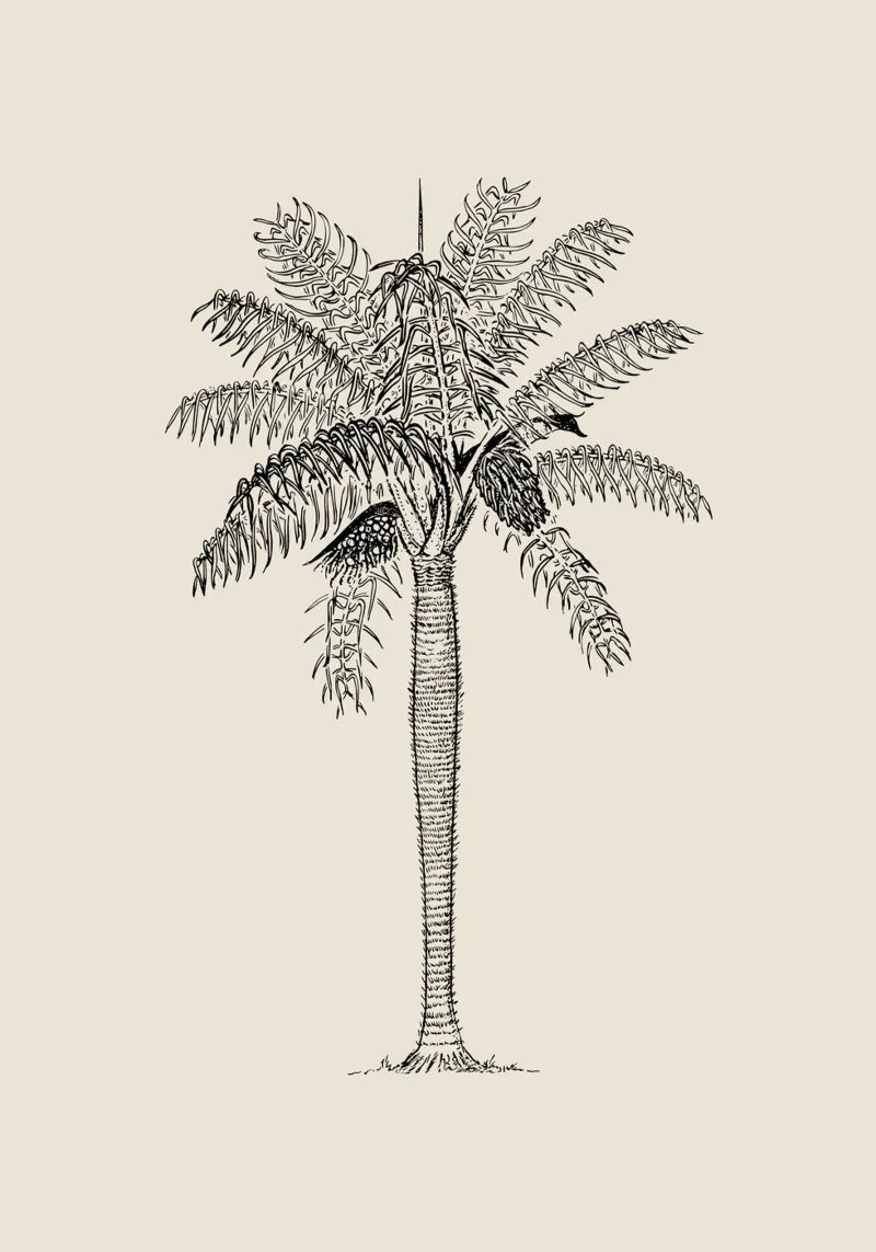 Vintage Palm Tree Sketch Print - Arte Botánico Tropical metacrilato de ClubArt