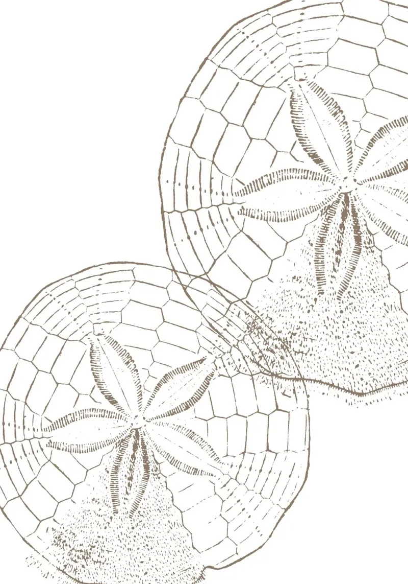 Stampa artistica della linea Rustic Sand Dollar - Coastal Beach House poster con telaio in plastica da ClubArt