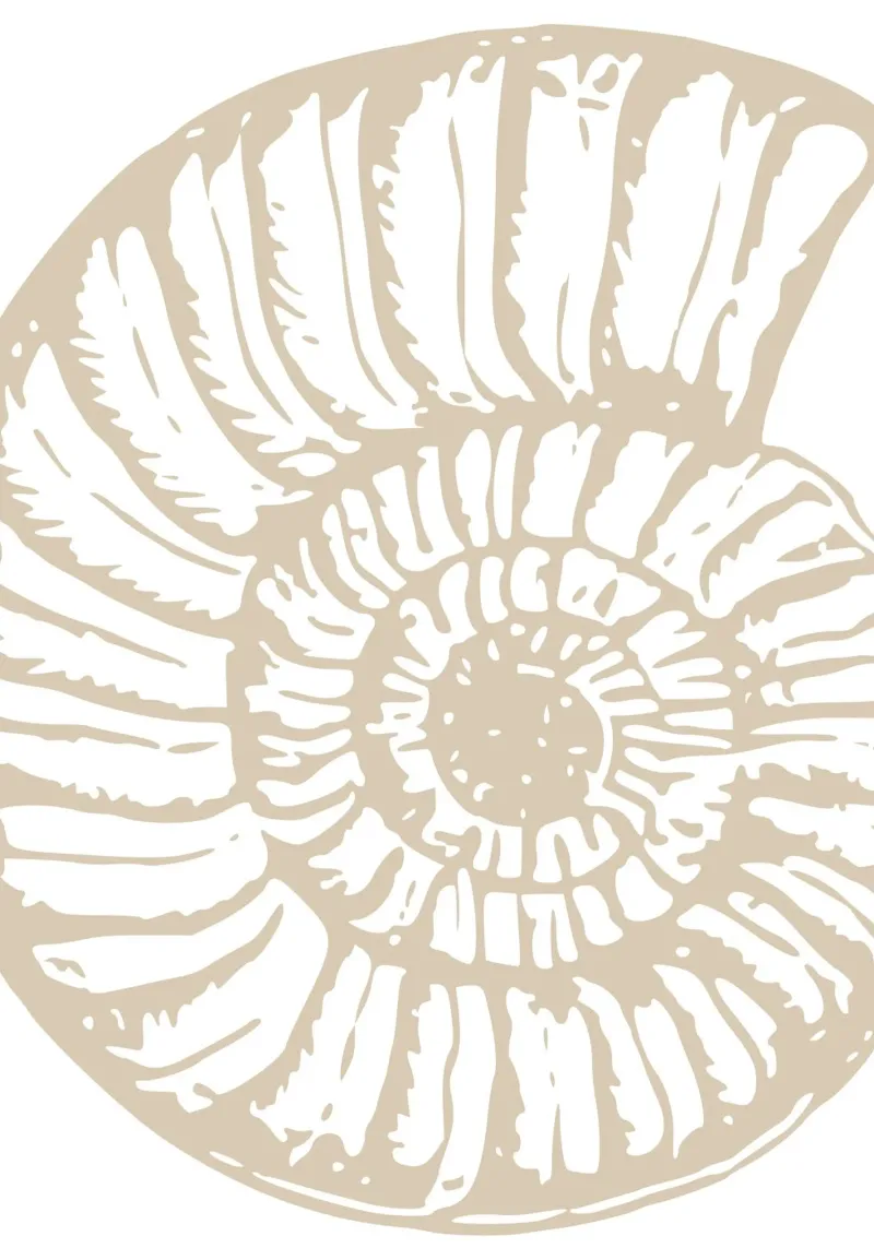 Nautilus Shell Neutral Print - Classic Coastal Art canvas by ClubArt