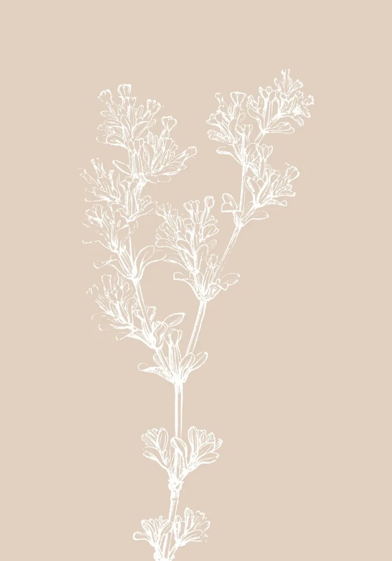 Delicate linee d'arte botaniche - Stampa floreale neutra alluminio dibond da ClubArt