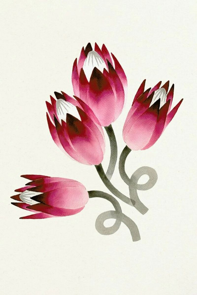 Tulip pellicola backlit da Ekaterina Koroleva