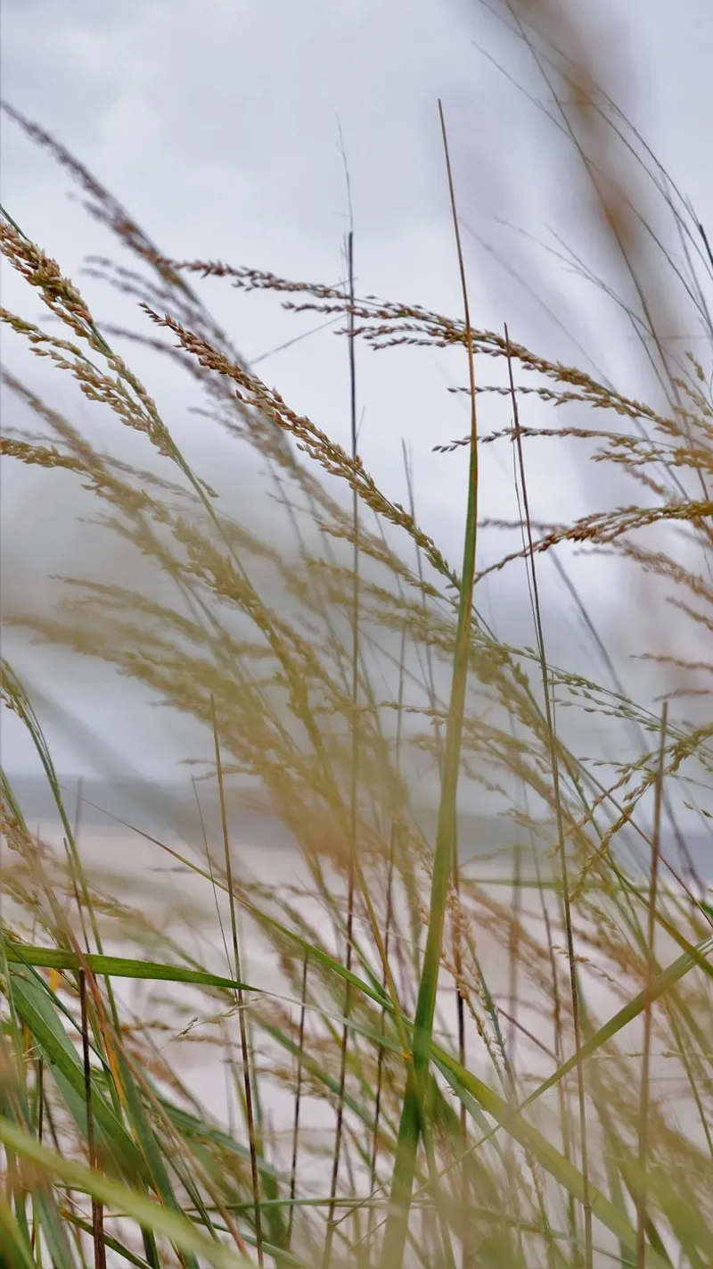hierbas juncos calma metacrilato de life of sands