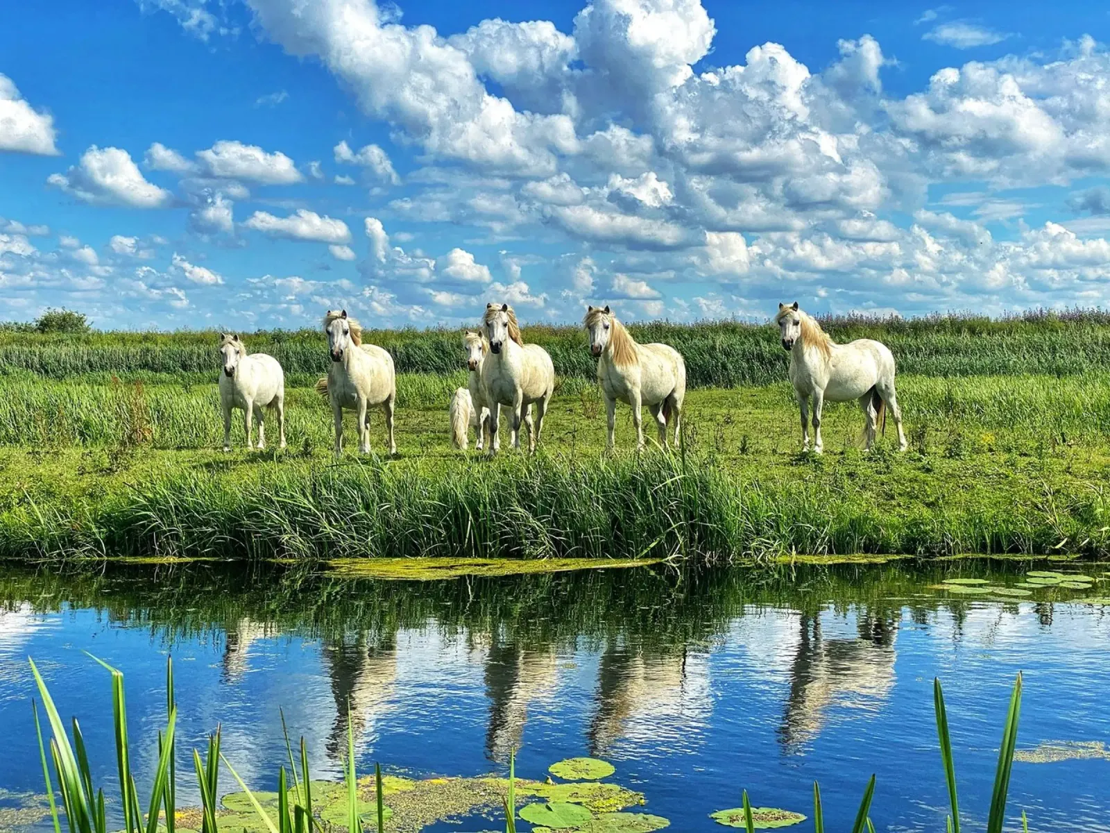 manada de caballos fauna salvaje metacrilato de Horsire