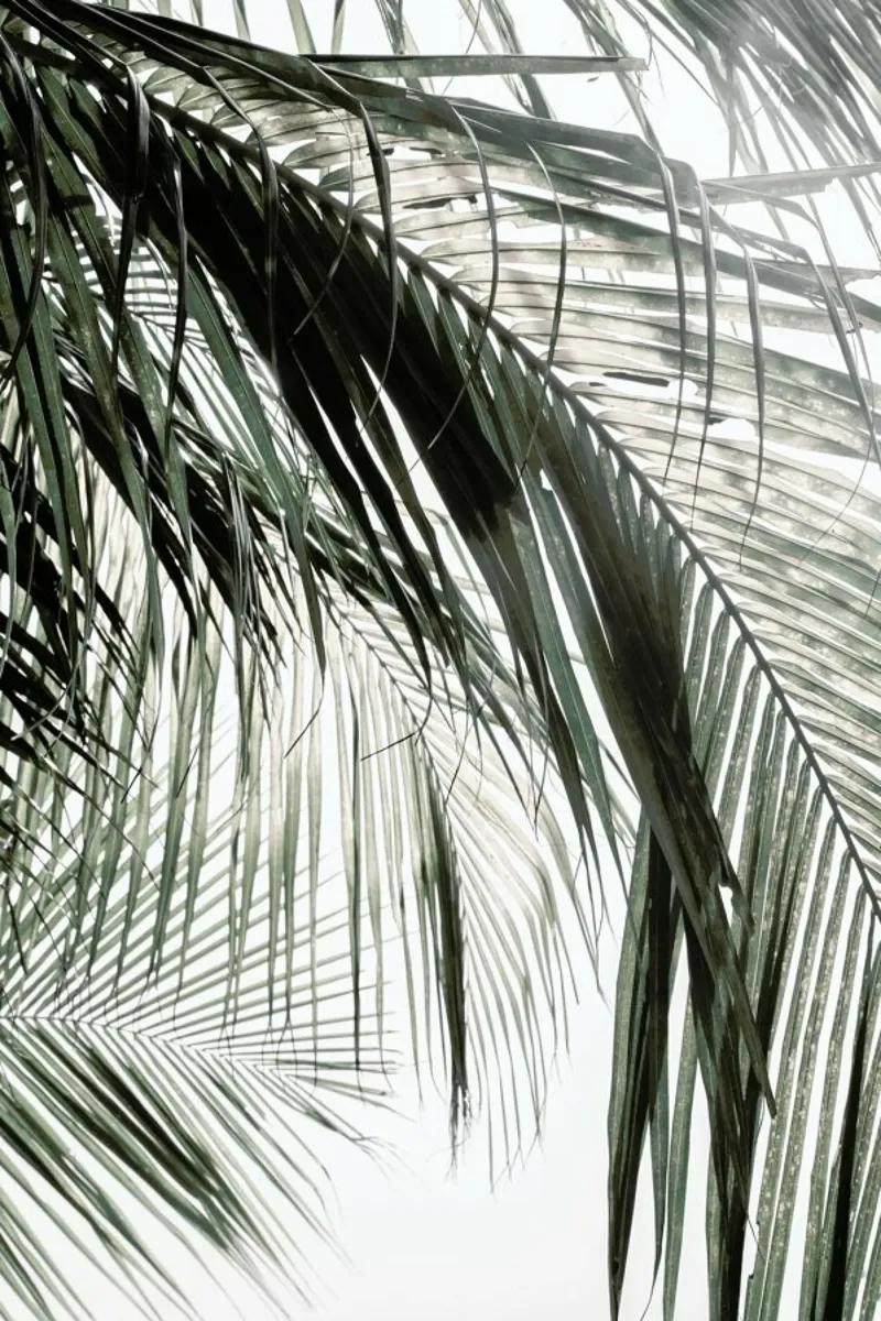 Green Palm Shades And Shadows acryl van Studio Nahili