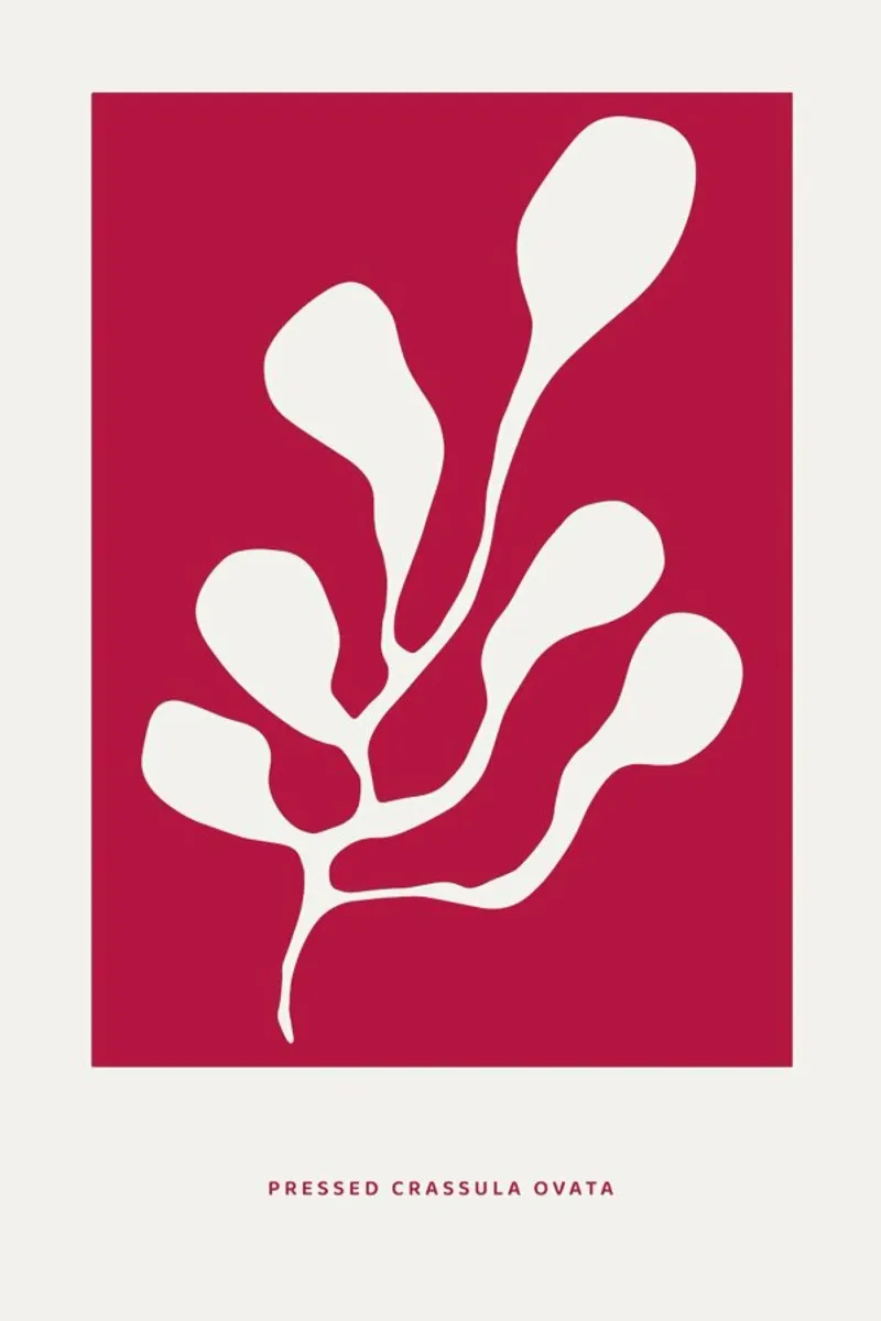 Pressed Crassula Ovata Viva Magenta pellicola backlit da Studio One