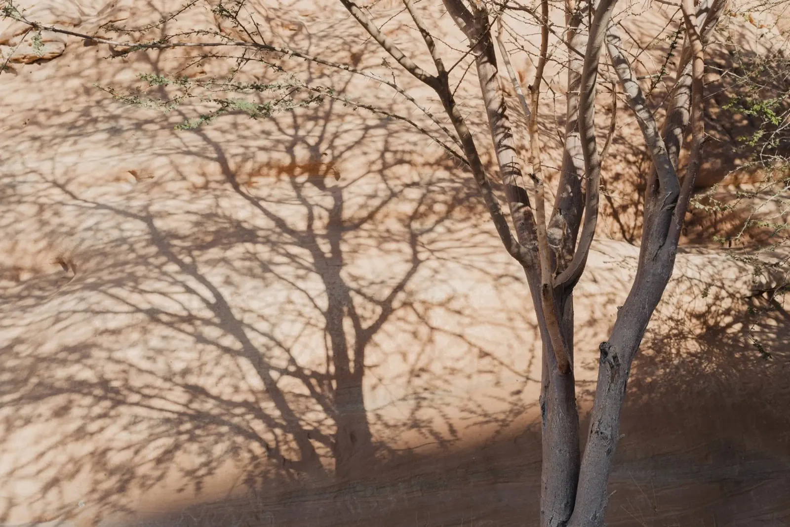 A rock, a tree and shadow pellicola backlit da photolovers