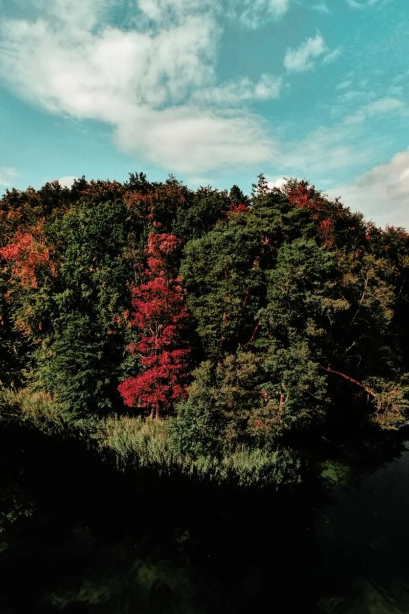 Colorful Forest pellicola backlit da Sebastian Hilgetag