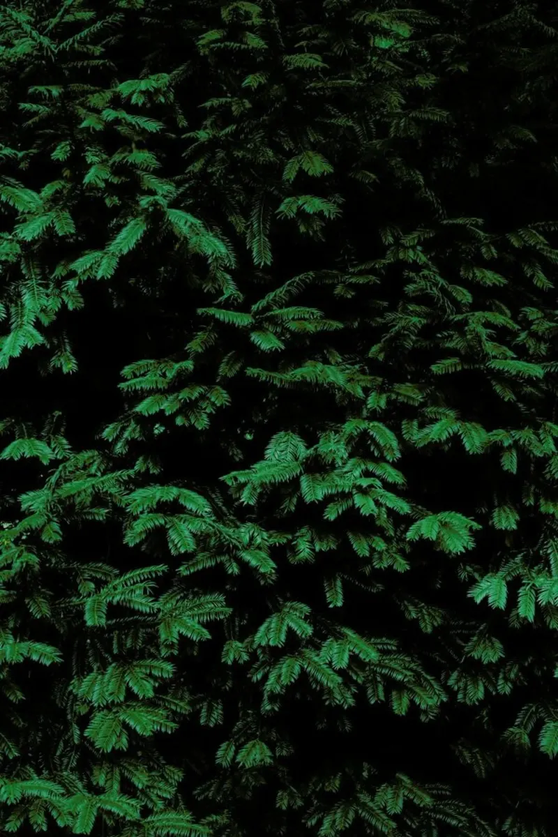 Coniferous Shrub carta hahnemühle da Sebastian Hilgetag