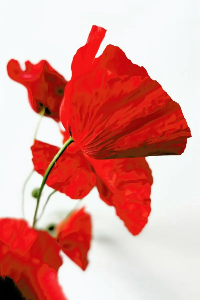 Poppies pellicola backlit da Angelo Cerantola