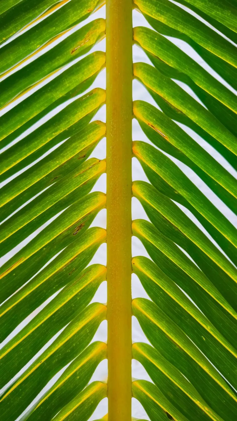 foglia di palma natura poster con telaio in plastica da Earthly Visions