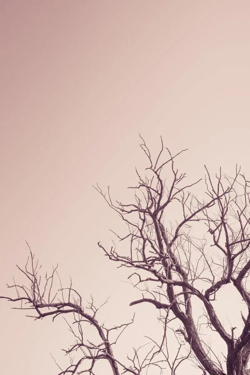 Pink sky and a tree pellicola backlit da photolovers