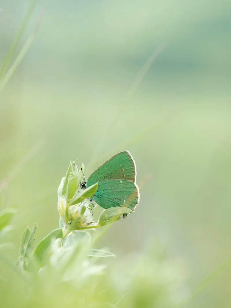 verde farfalla pellicola backlit da Earthly Visions