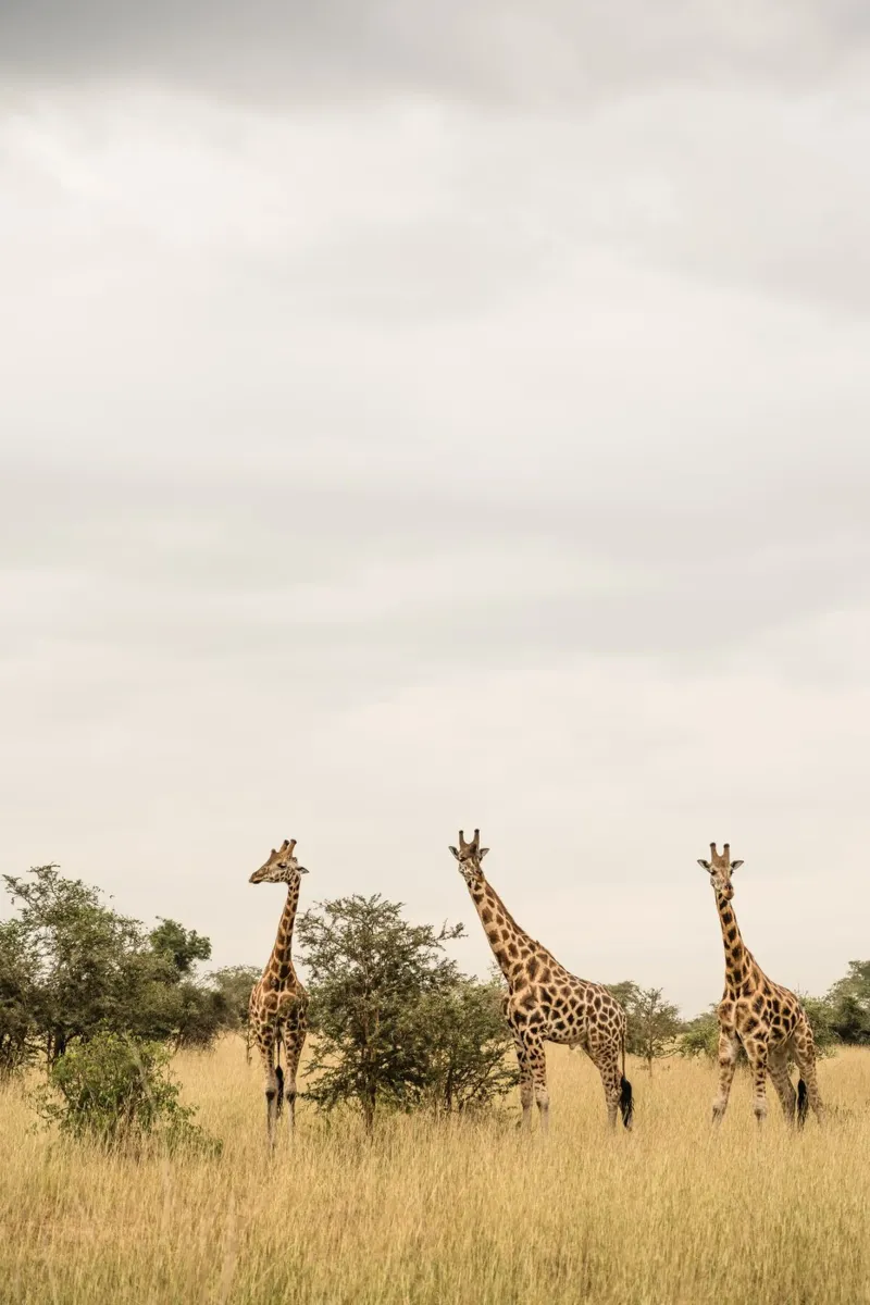Three giraffes on safari pellicola backlit da photolovers
