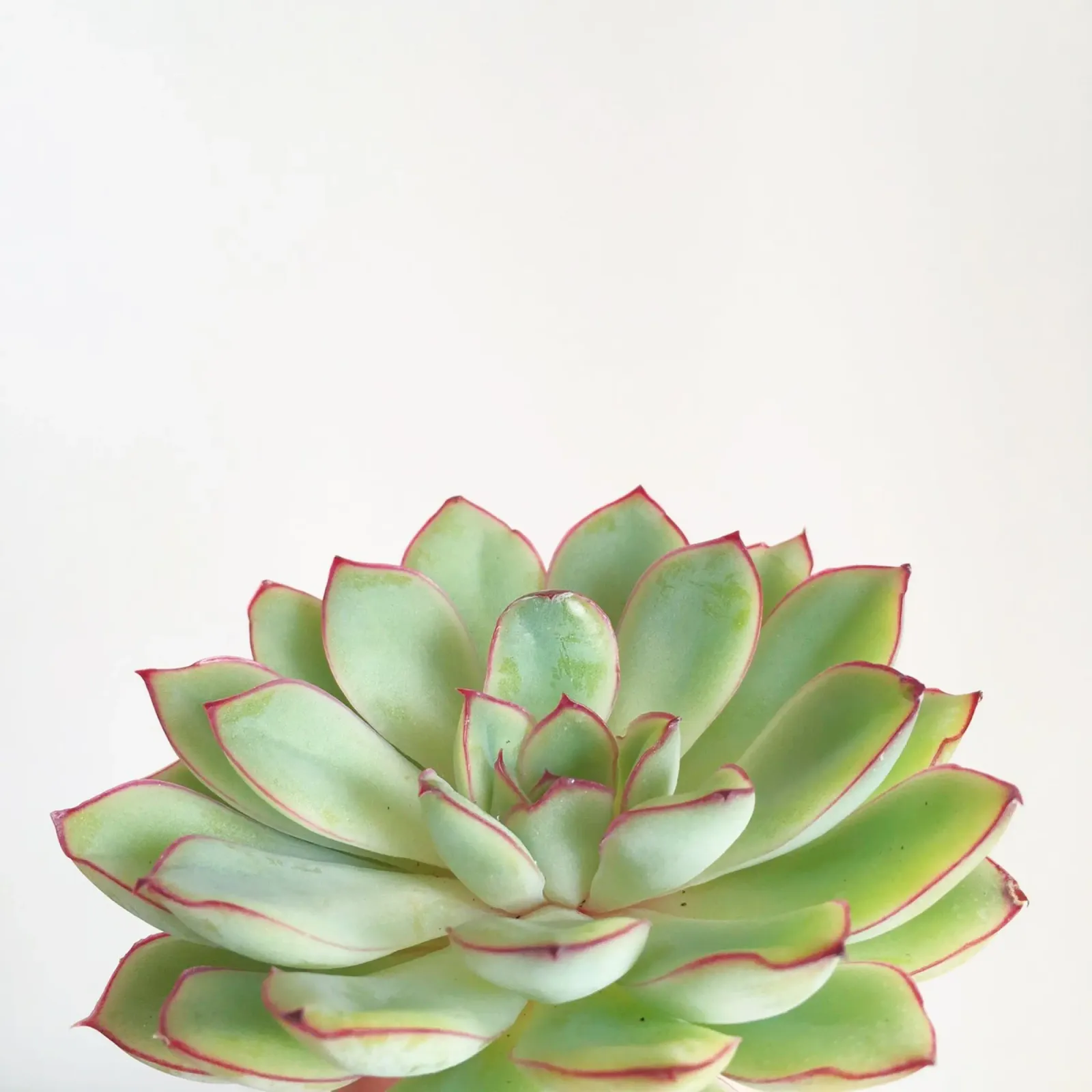 Succulente verdi pellicola backlit da Cassia Beck Photography