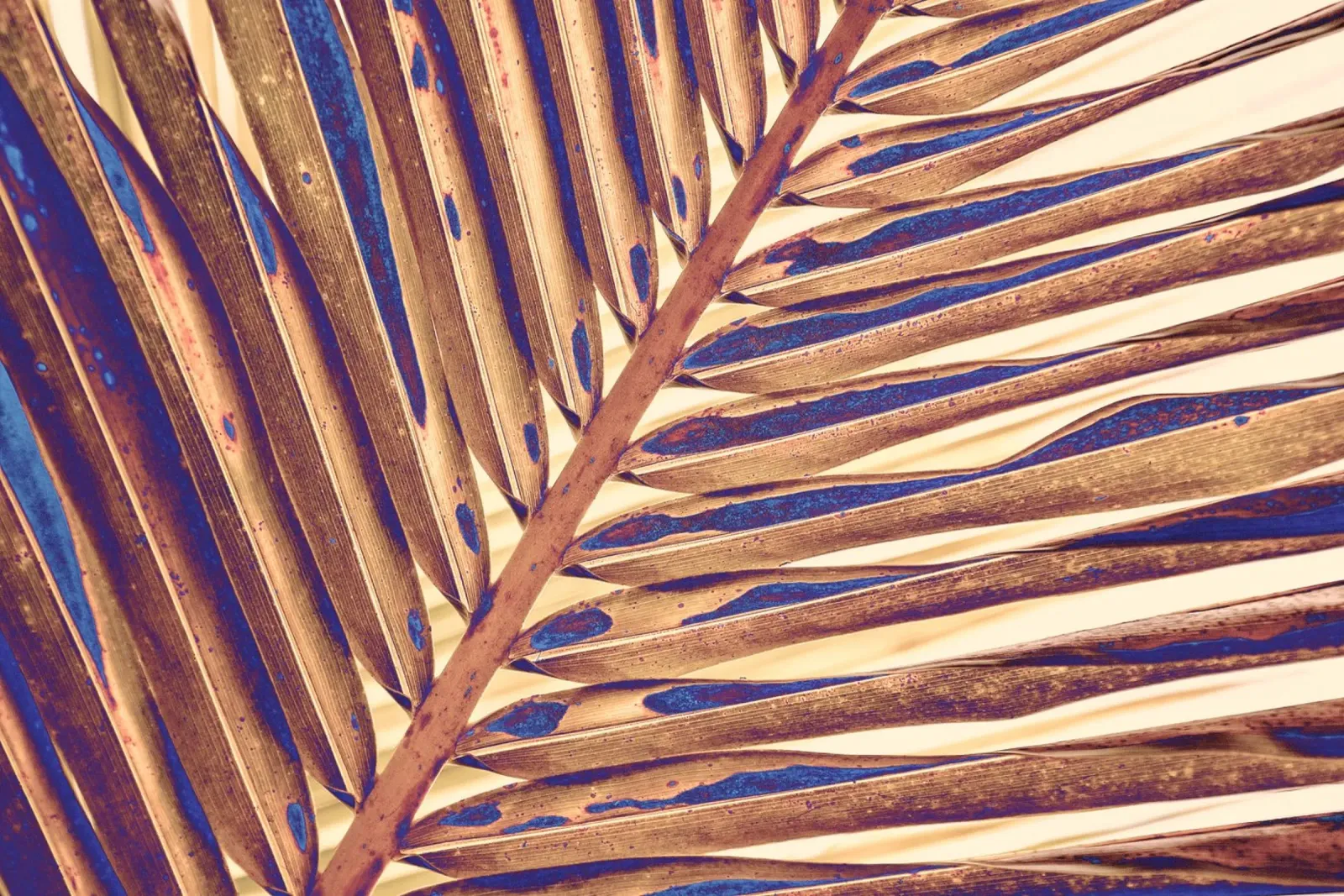 Golden Palm Leaf carta hahnemühle da adrianooliveiraphoto